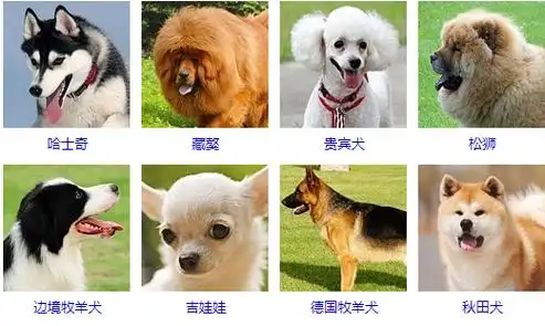 宠物犬种类,一百多种你都认识吗