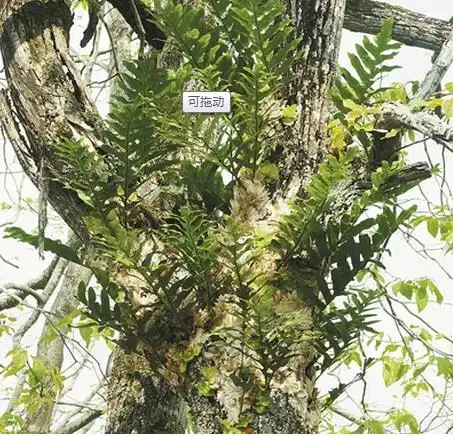 福建当地树干上寄生的植物,你知道名字吗?