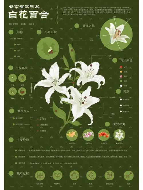 百合花卉信息可视化分享