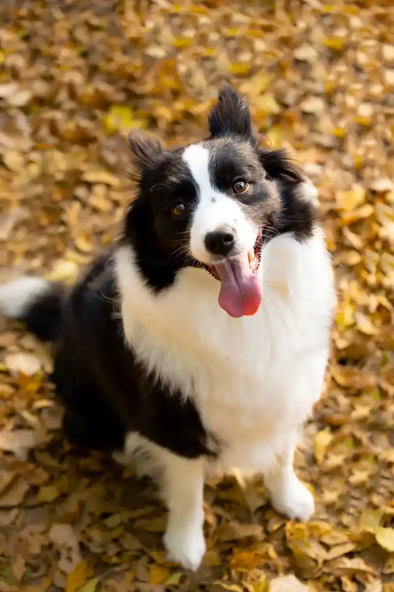 宠物摄影 #萌宠 #狗狗 - 抖音