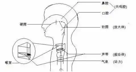 头腔共鸣在歌唱发声时,保持自然哈欠状态,就等于保持了良好的咽共鸣腔