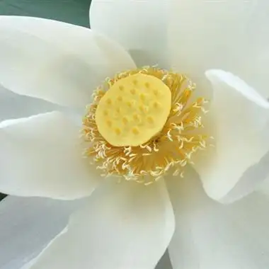 妈妈们用的荷花头像图片,妈妈们用的微信头像花开富贵荷花_微信头像