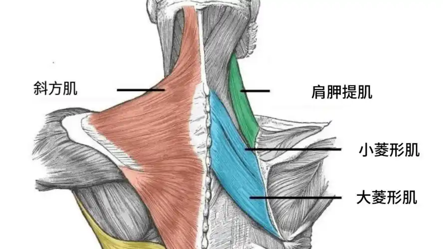 解剖新发现:肩胛提肌与小菱形肌的相连_结缔组织_肌肉_区域