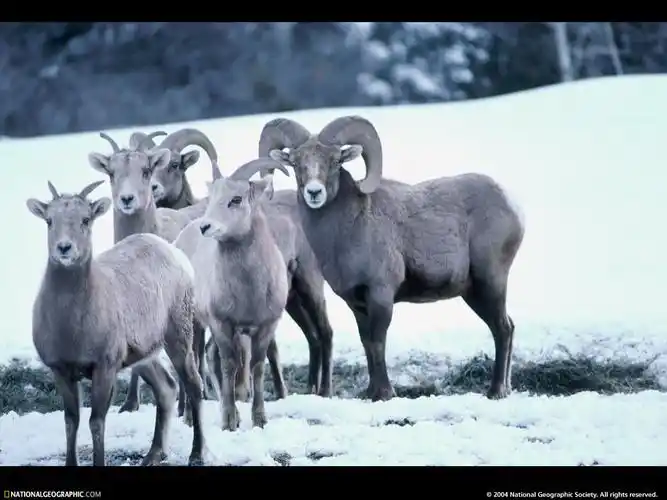 一只羊两只羊三只羊