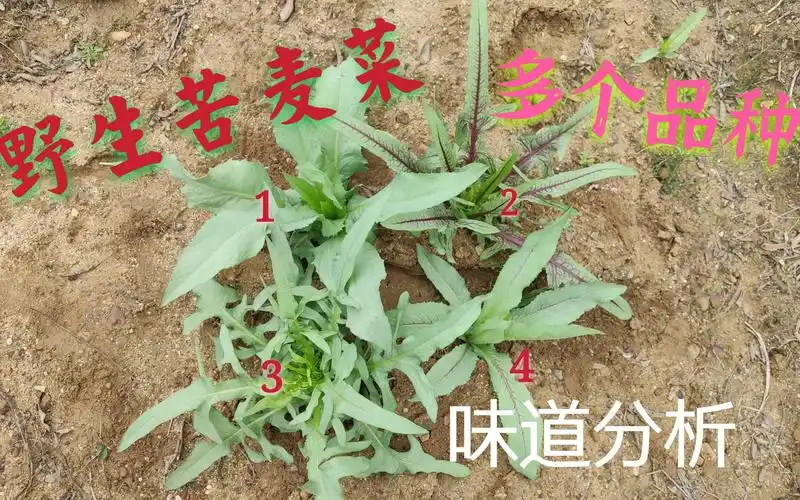 又称苦菜,苦草,苦苣苔等,是一种常见的野菜,具有丰富的营养价值和药用