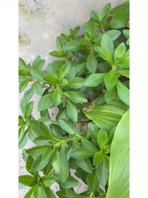 蚊子草真的建议宝妈人手一盆