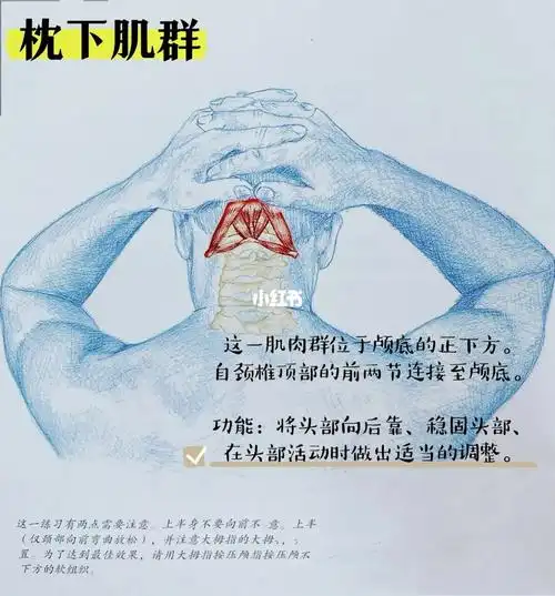 枕下肌群拉伸