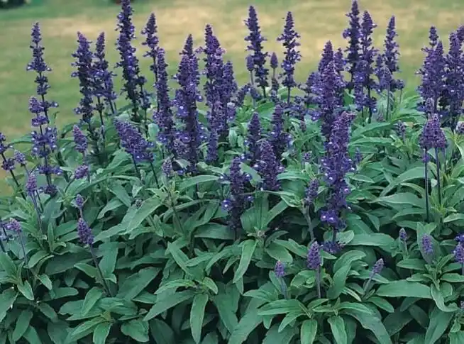 鼠尾草怎么种(如何种植鼠尾草)