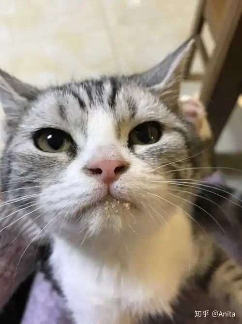 美短加白猫颜色种类(这只是加白吗?)?