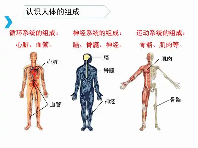 人体的组成课件
