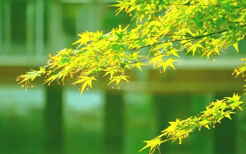 小清新绿色护眼图片高清电脑壁纸高清大图预览1920×1200_风景壁纸下