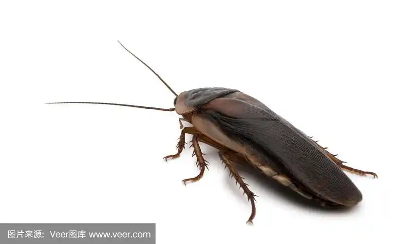 杜比亚蟑螂的侧视图,站立