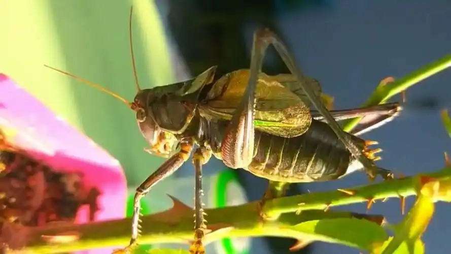 蝈蝈的鸣叫,好听吗?