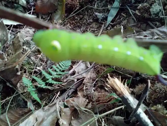 有嘴巴绿眼睛身体也是绿的尾巴还有一个钩子是爬行的绿虫孑是什么