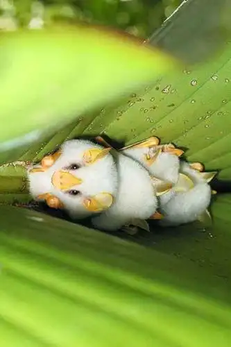 黄耳朵猪鼻子,身体像个芒果大福,这蝙蝠怎么长得跟开玩笑似的?