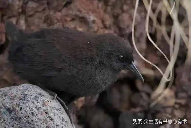 不会飞的鸟有哪些种类(盘点六种不会飞行的鸟名称及图片)-广讯网