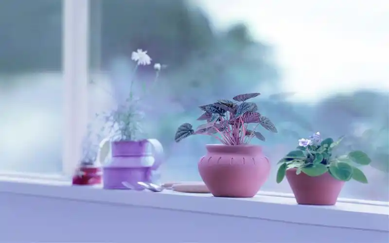 清新静物唯美摄影高清电脑桌面壁纸图片下载