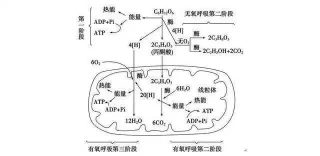 线粒体中富集了大量的氢原子,现在我们面临的正是有氧呼吸中最困难的