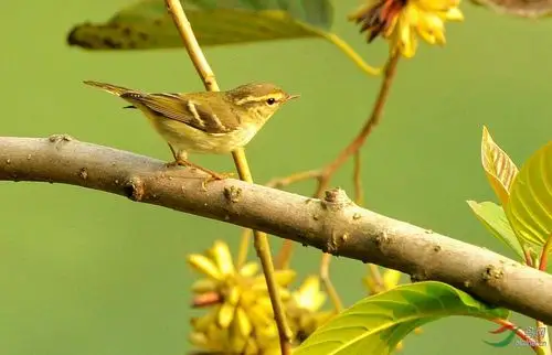 一组不知名的雀雀儿