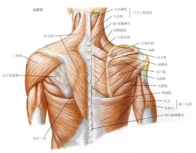 一,肩部肌肉整体观