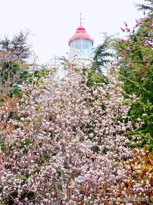 【玩转烟台】不接受反驳!烟台这些玉兰是春日顶流!