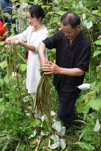 浏阳的苎麻名品"鸡骨白"经过三个月的生长,已经达到2米高,苎麻