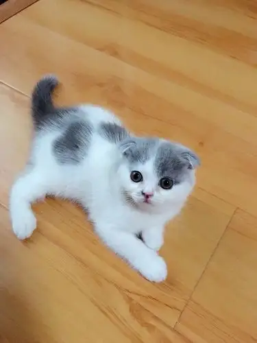 成年英短蓝白猫找领养