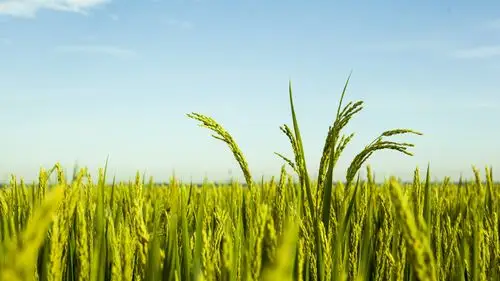 唯美稻香水稻高清桌面壁纸