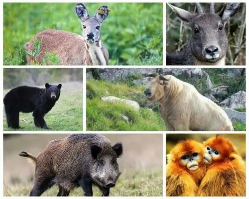 我们一起认识一下这些可爱的野生动物吧!
