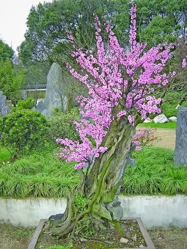 美人梅美人梅小苗美人梅树苗美人梅盆栽盆景行道树景观园林绿化苗