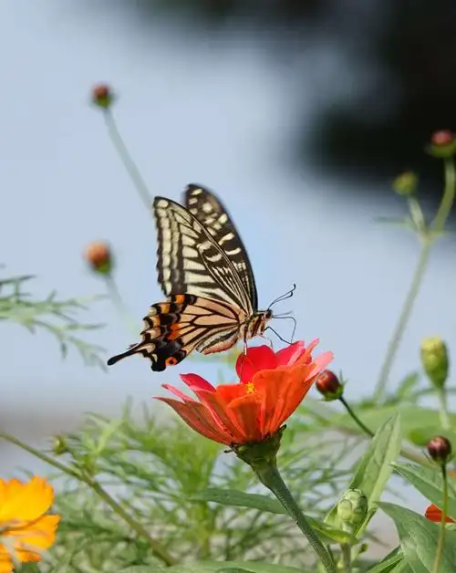 蝶恋花(图片集锦)
