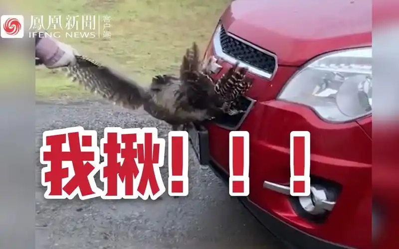 火鸡钻入汽车保险杠中,被车主救出鸡毛散落一地