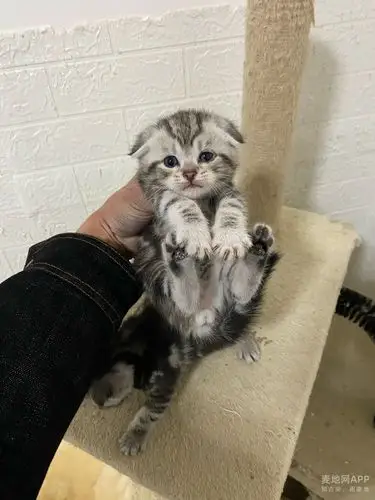 美短猫虎斑猫英短猫