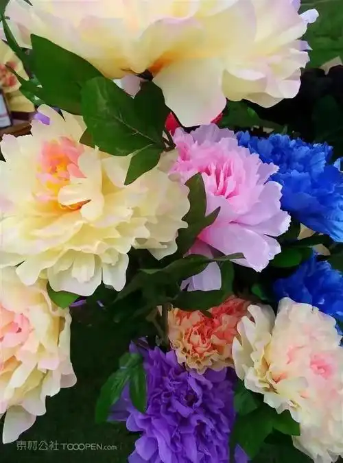 牡丹花图片大全大图高清图片欣赏(洛阳牡丹花儿开了) - 赤虎壹号