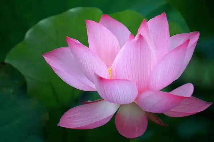 长沙年嘉湖荷塘的莲花随拍