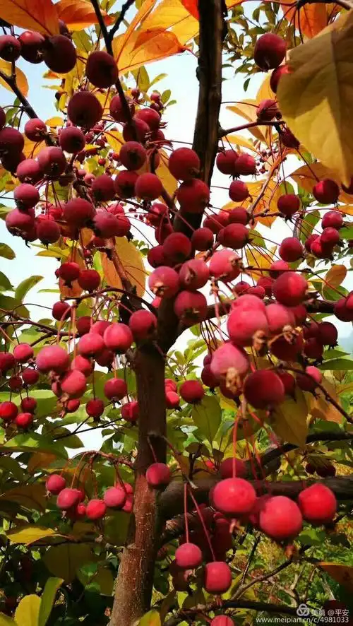 还有一种小绚丽海棠.这种果实分大小两种.