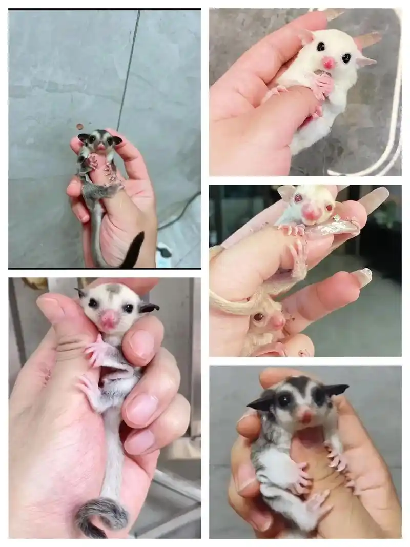 蜜袋鼯价格表#蜜袋鼯 #我家萌宠 #治愈小宠 - 抖音