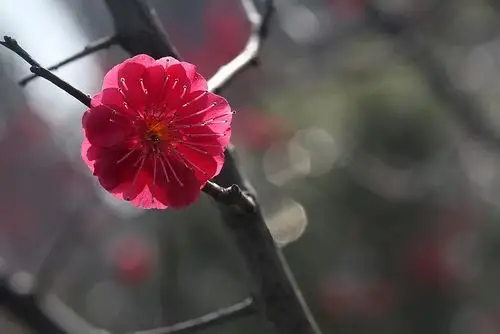 【原创】花卉 梅花 朱砂梅
