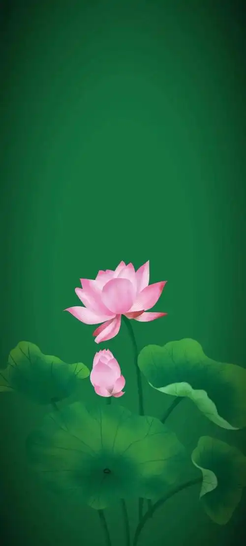 清新绿色护眼荷花壁纸