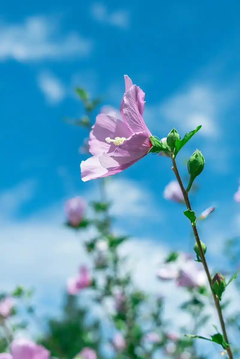 蓝天下的木槿花.