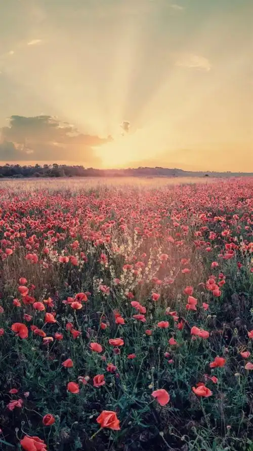 唯美意境,风景,唯美,风景,仙境,樱花,花海,手机壁纸唯美仙境风景