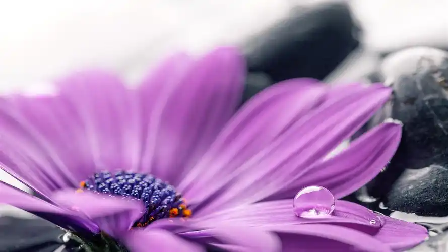 紫色的非洲菊花瓣宏观摄影,水滴 壁纸 下载 1920x1080 全高清 紫色的
