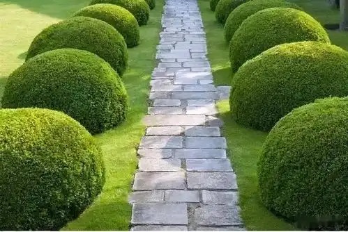 球形灌木修剪要点_开花