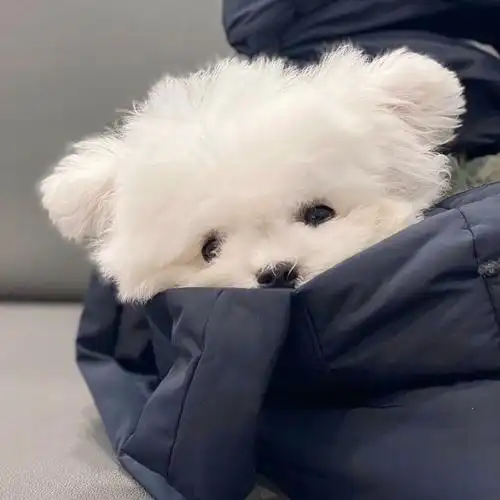 可爱头像by初见你497