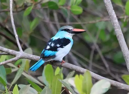 世界上的翠鸟一翡翠