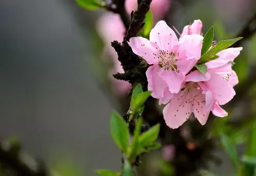 桃花的样子图片(桃花的图片大全桃花真实图片)