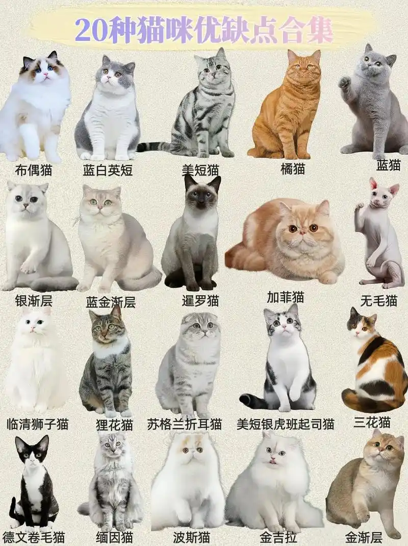 20种猫猫品种优缺合集.#精致女孩们快来看看猫咪的优缺点分别 - 抖音