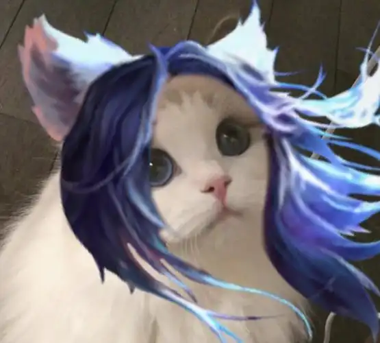 最近很火的王者荣耀猫头表情包大家看看哦(第四期)