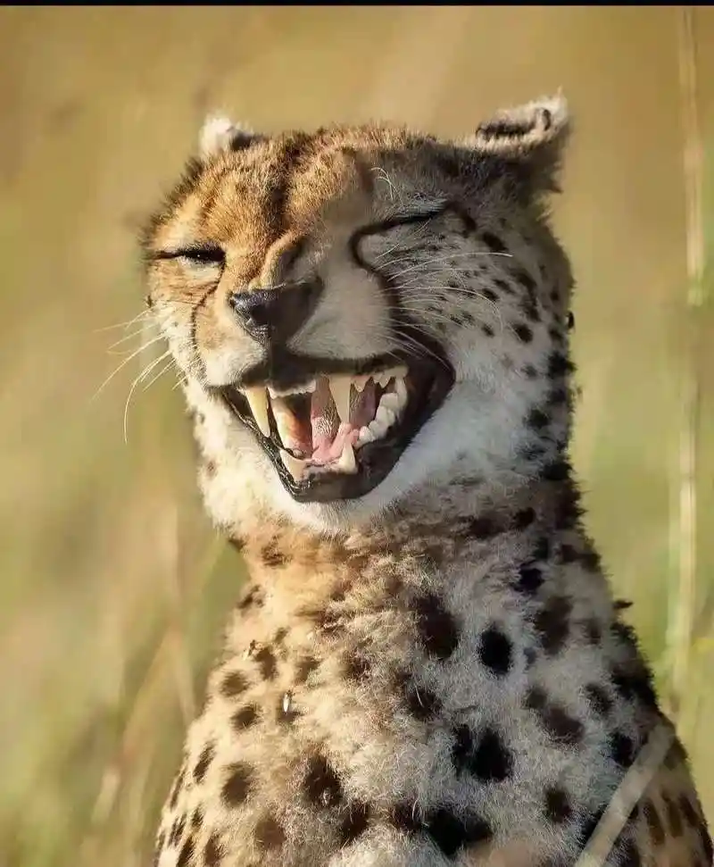 搞笑动物图片合集:一