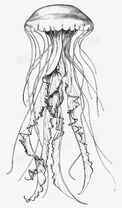 水母手绘水母png手绘水母母子png水母png漂亮水母png水母png卡通手绘